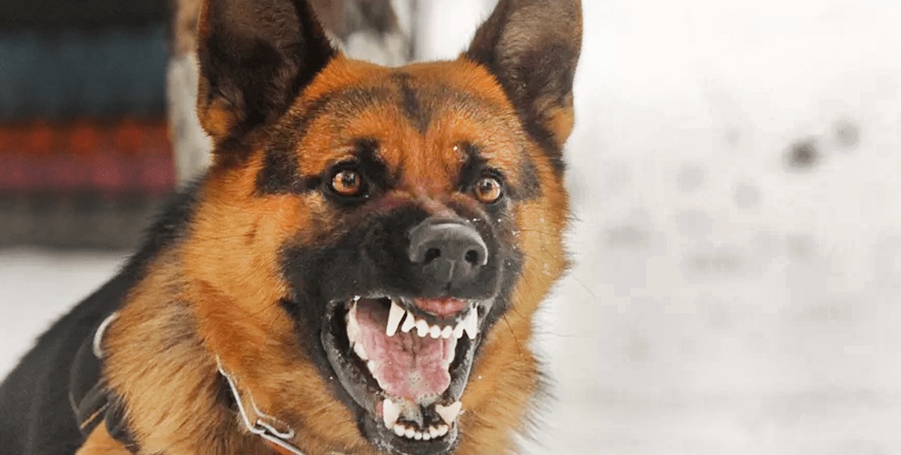 Studio Notícias | Studio TV Idosa é atacada por cachorro e vem a óbito em Veranópolis