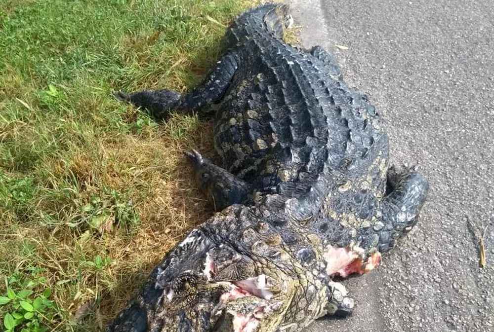 Studio Notícias | Studio TV Jacaré morre atropelado na BR-392 em Rio Grande; corpo será usado para pesquisa