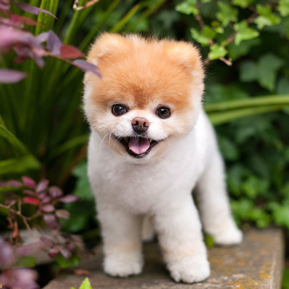 Studio Notícias | Studio TV Cachorro 'mais fofo do mundo' morre aos 12 anos