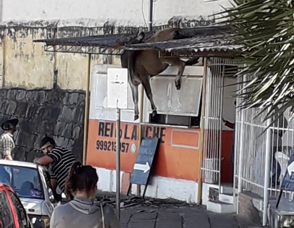 Studio Notícias | Studio TV Após vaca cair sobre telhado, lanchonete cria novo lanche em Bagé
