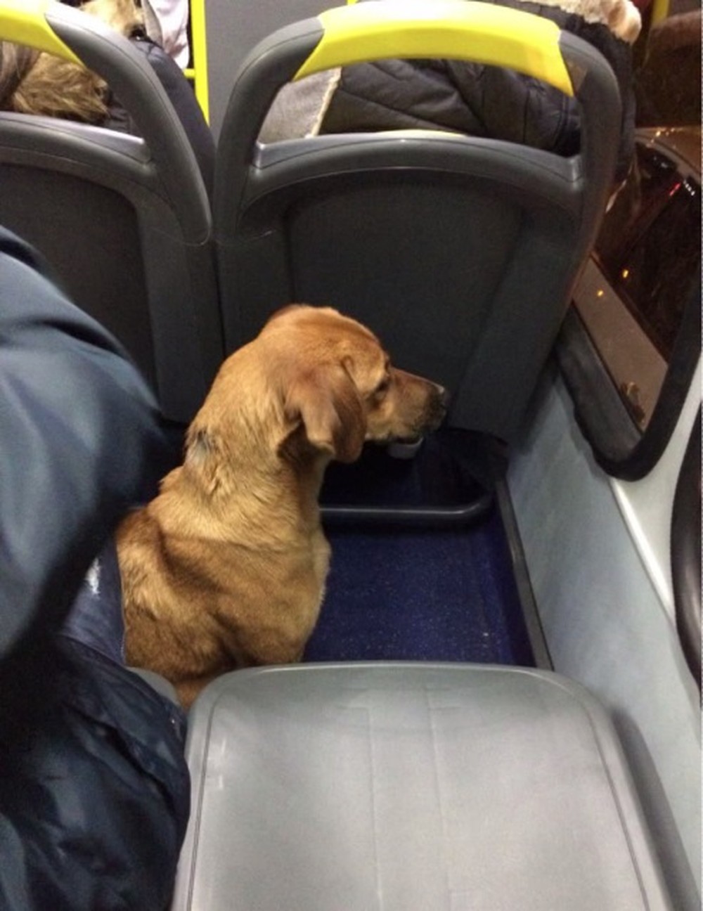 Studio Notícias | Studio TV Cachorro pega ônibus em estação-tubo, viaja por 3 km e desce sozinho em terminal, em Curitiba; FOTOS