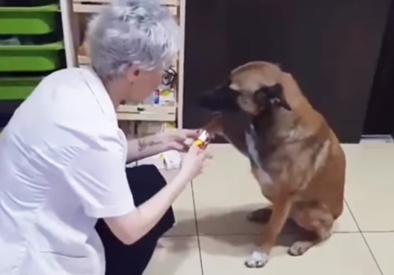 Studio Notícias | Studio TV Cão machucado entra na farmácia e pede ajuda à pessoa certa, assista
