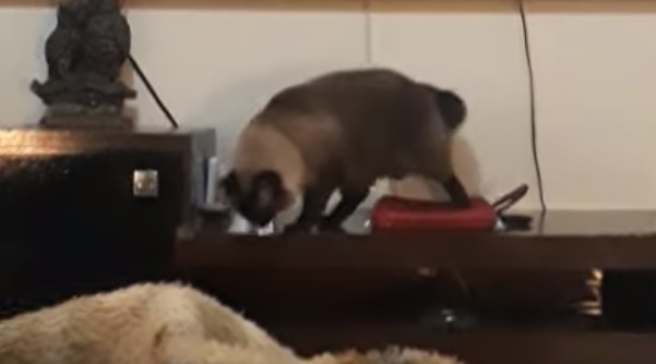 Studio Notícias | Studio TV Assista | Donas descobrem que gato aprendeu a desligar o despertador do celular