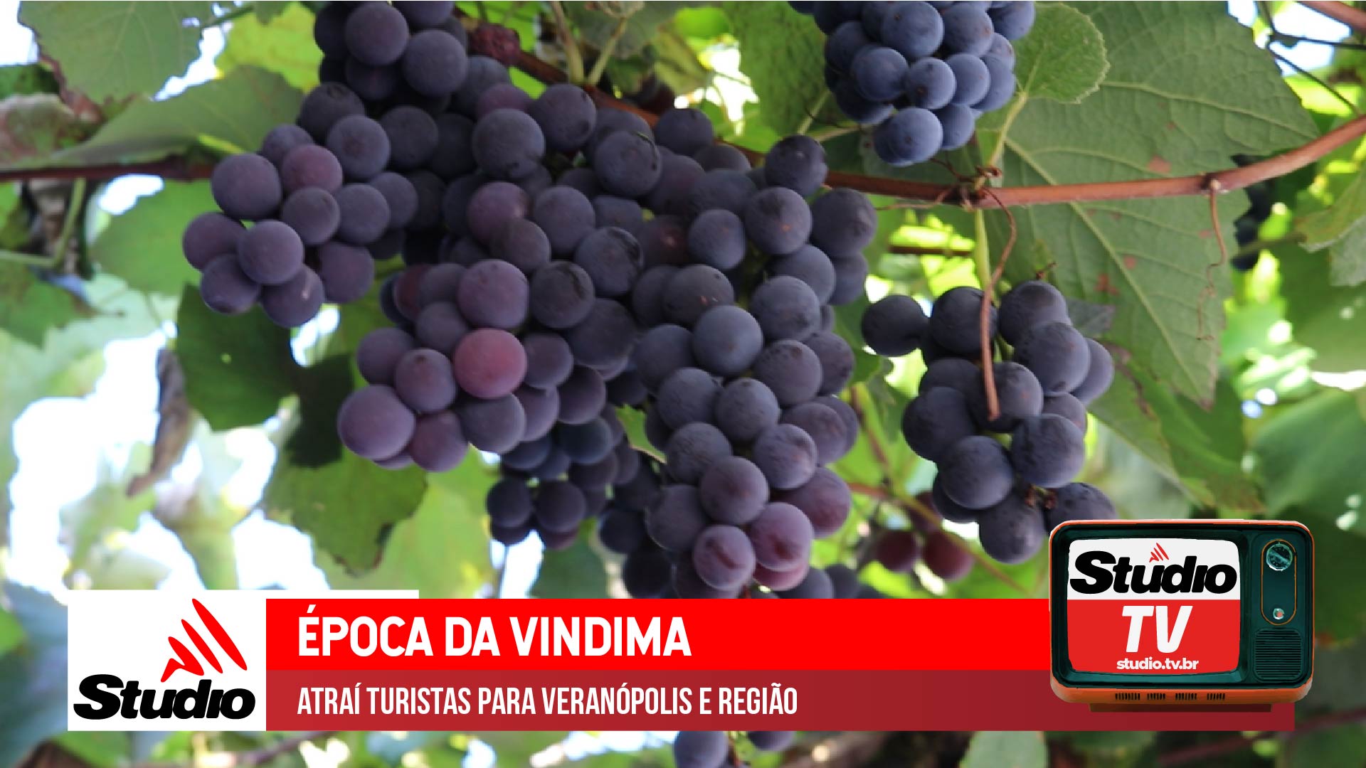 Studio Notícias | Studio TV Studio TV | Época da vindima atraí turistas para Veranópolis e região