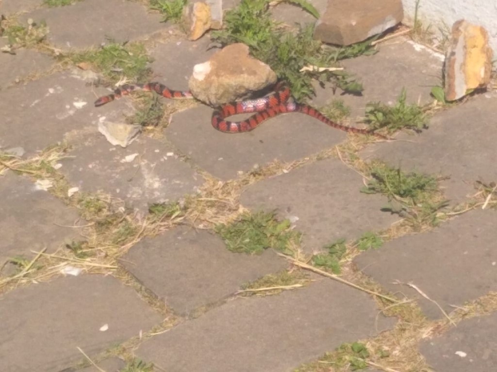 Studio Notícias | Studio TV Cobra é encontrada morta em perímetro urbano de Veranópolis: situação pode ser enquadrada como crime ambiental