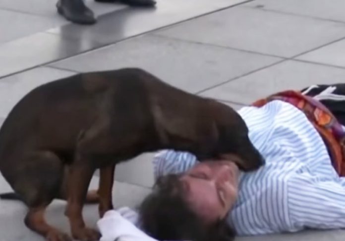 Studio Notícias | Studio TV Cão sem dono interrompe peça achando que ator estava machucado: vídeo