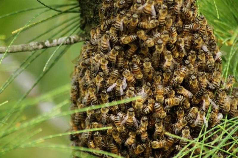 Studio Notícias | Studio TV Homem sofre ataque de abelhas e morre no interior de Barracão