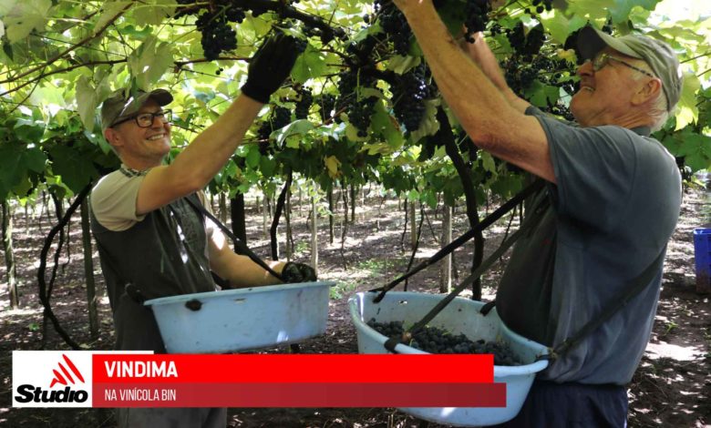 Studio Notícias | Studio TV Studio TV | Vindima em Veranópolis | Vinícola Bin