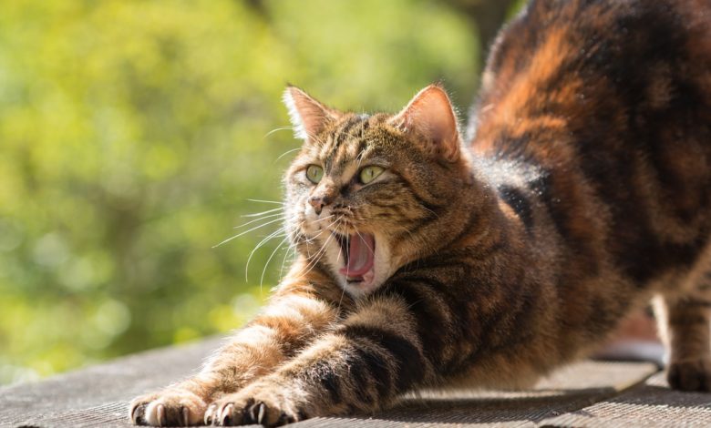 Studio Notícias | Studio TV Conheça 10 benefícios de ter um gato em casa