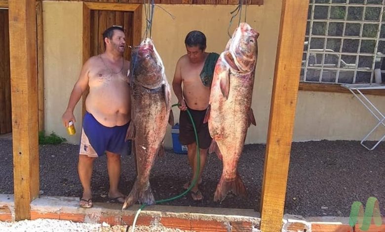 Studio Notícias | Studio TV Pescadores pegam duas carpas de aproximadamente 85 kg cada no Noroeste do RS