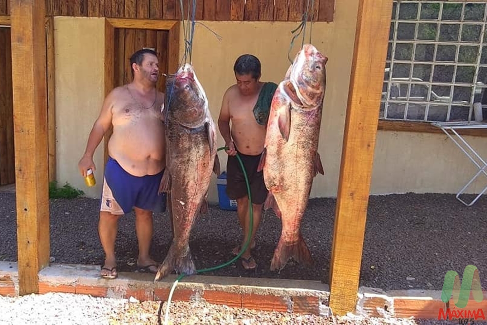 Pescadores pegam duas carpas de aproximadamente 85 kg cada no Noroeste do RS 1 Studio Notícias | Studio TV Pescadores pegam duas carpas de aproximadamente 85 kg cada no Noroeste do RS