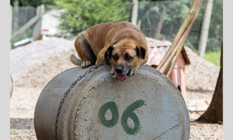 Studio Notícias | Studio TV A procura de um lar: conheça alguns dos cães que estão a espera de adoção no Canil de Veranópolis