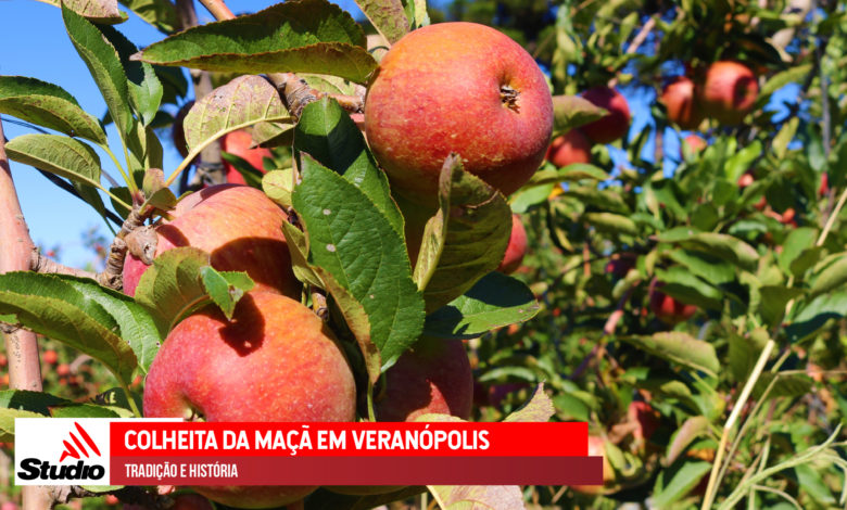 Studio Notícias | Studio TV Studio TV | Colheita da maçã em Veranópolis: tradição e história