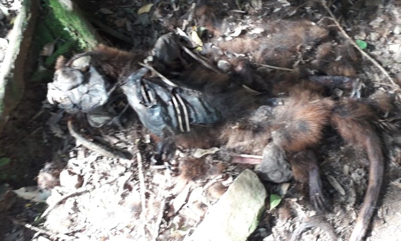 Studio Notícias | Studio TV Dois bugios são encontrados mortos no interior de Guabiju