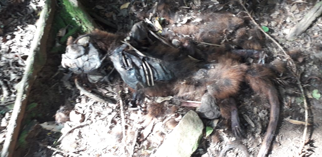 Dois bugios são encontrados mortos no interior de Guabiju 1 Studio Notícias | Studio TV Dois bugios são encontrados mortos no interior de Guabiju