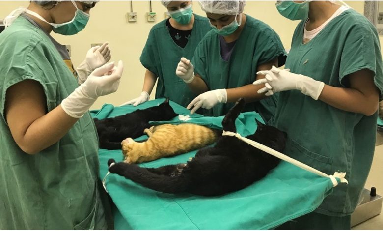 Studio Notícias | Studio TV Cirurgias veterinárias podem ser suspensas para reduzir uso de insumos