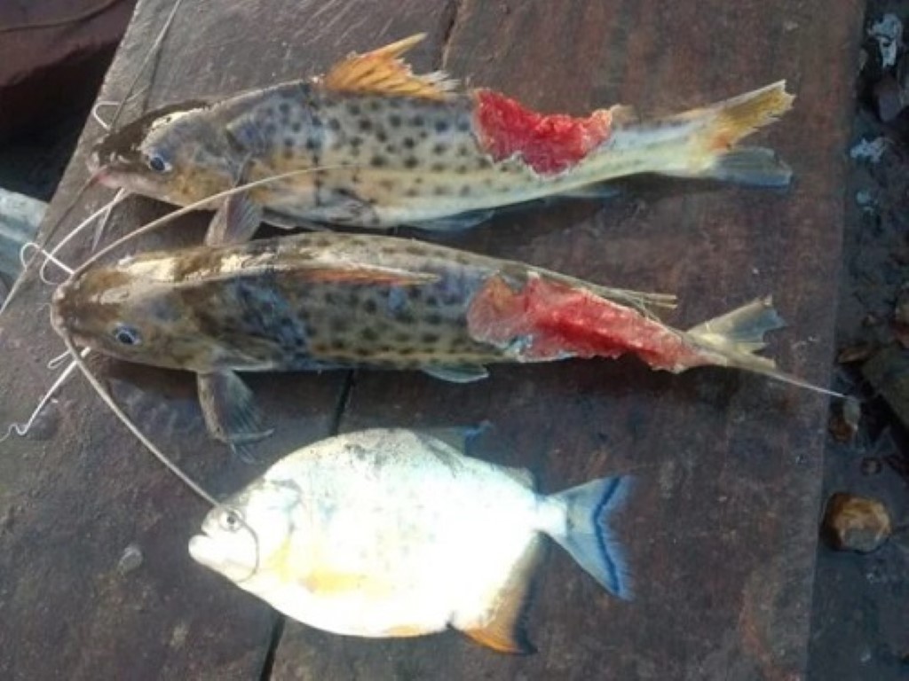 Estado busca medidas para conter o avanço de piranhas 1 Studio Notícias | Studio TV Estado busca medidas para conter o avanço de piranhas