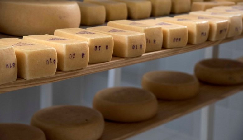 Studio Notícias | Studio TV Produtores de queijo artesanal serrano se preparam para adesão ao Selo Arte