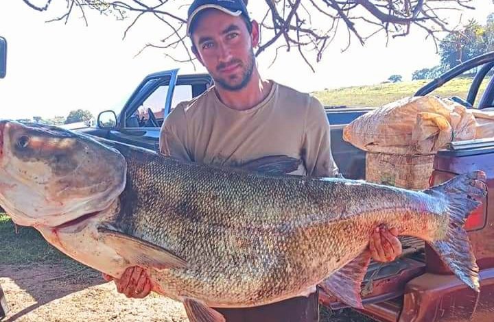 Studio Notícias | Studio TV Peixe de 51 kg é pescado em lago do RS