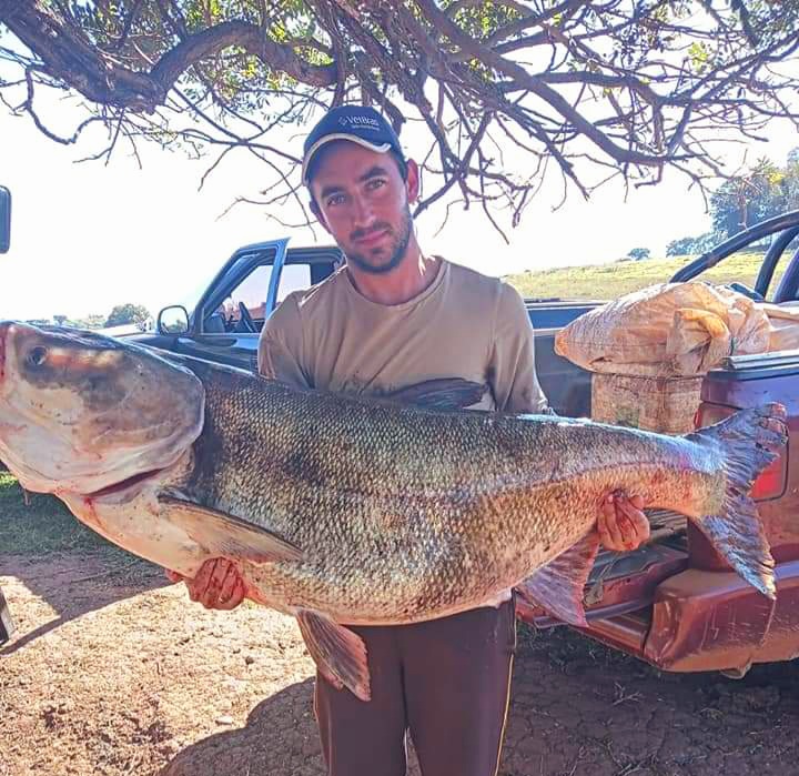 Peixe de 51 kg é pescado em lago do RS 1 Studio Notícias | Studio TV Peixe de 51 kg é pescado em lago do RS