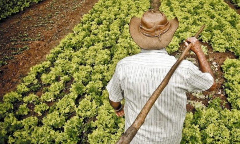 Studio Notícias | Studio TV Câmara votará projeto que institui o Dia do Trabalhador Rural em Veranópolis