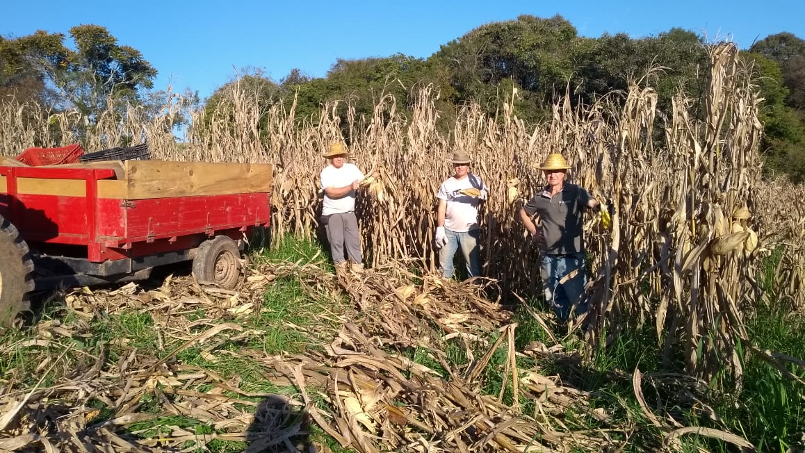 Tradição que nasce na terra: há cinco gerações família Bernardi provém seu sustento da agricultura 1 Studio Notícias | Studio TV Tradição que nasce na terra: há cinco gerações família Bernardi provém seu sustento da agricultura