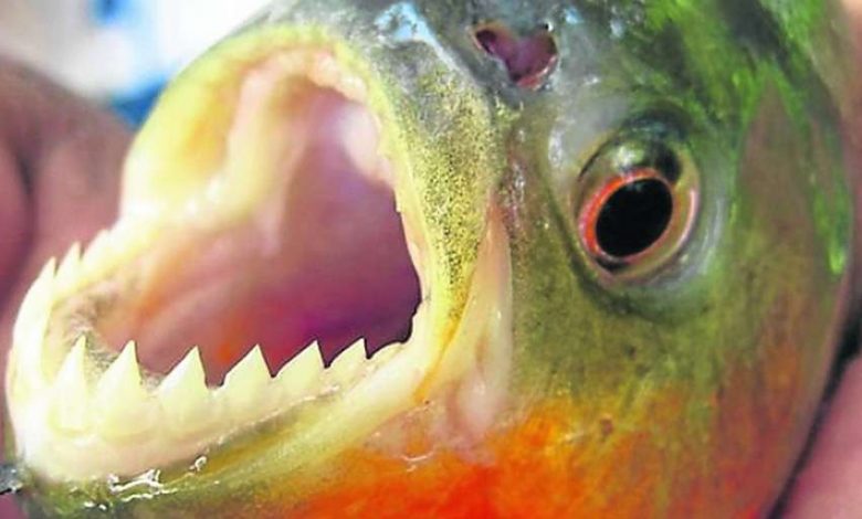 Studio Notícias | Studio TV Piranhas vermelhas se espalham e risco de atingir Rio Tramandaí e outras lagoas do litoral é real