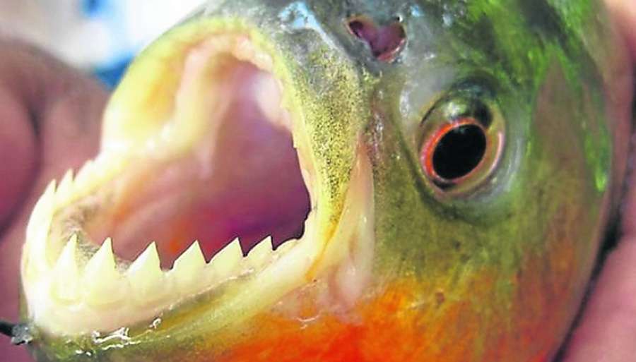 Piranhas vermelhas se espalham e risco de atingir Rio Tramandaí e outras lagoas do litoral é real 1 Studio Notícias | Studio TV Piranhas vermelhas se espalham e risco de atingir Rio Tramandaí e outras lagoas do litoral é real