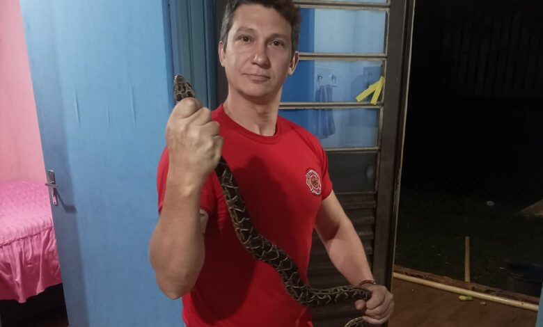 Studio Notícias | Studio TV Cobra jararacuçu é capturada em banheiro de residência no RS