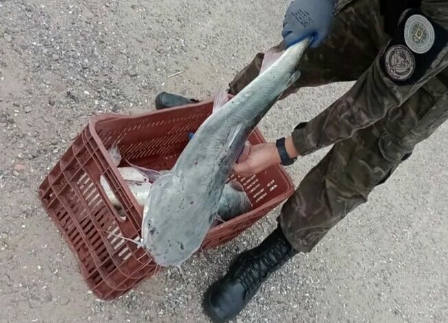 Studio Notícias | Studio TV Patram constata crime de pesca ilegal e apreende exemplares de bagres protegidos por lei