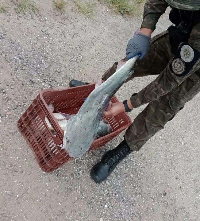 Patram constata crime de pesca ilegal e apreende exemplares de bagres protegidos por lei 1 Studio Notícias | Studio TV Patram constata crime de pesca ilegal e apreende exemplares de bagres protegidos por lei