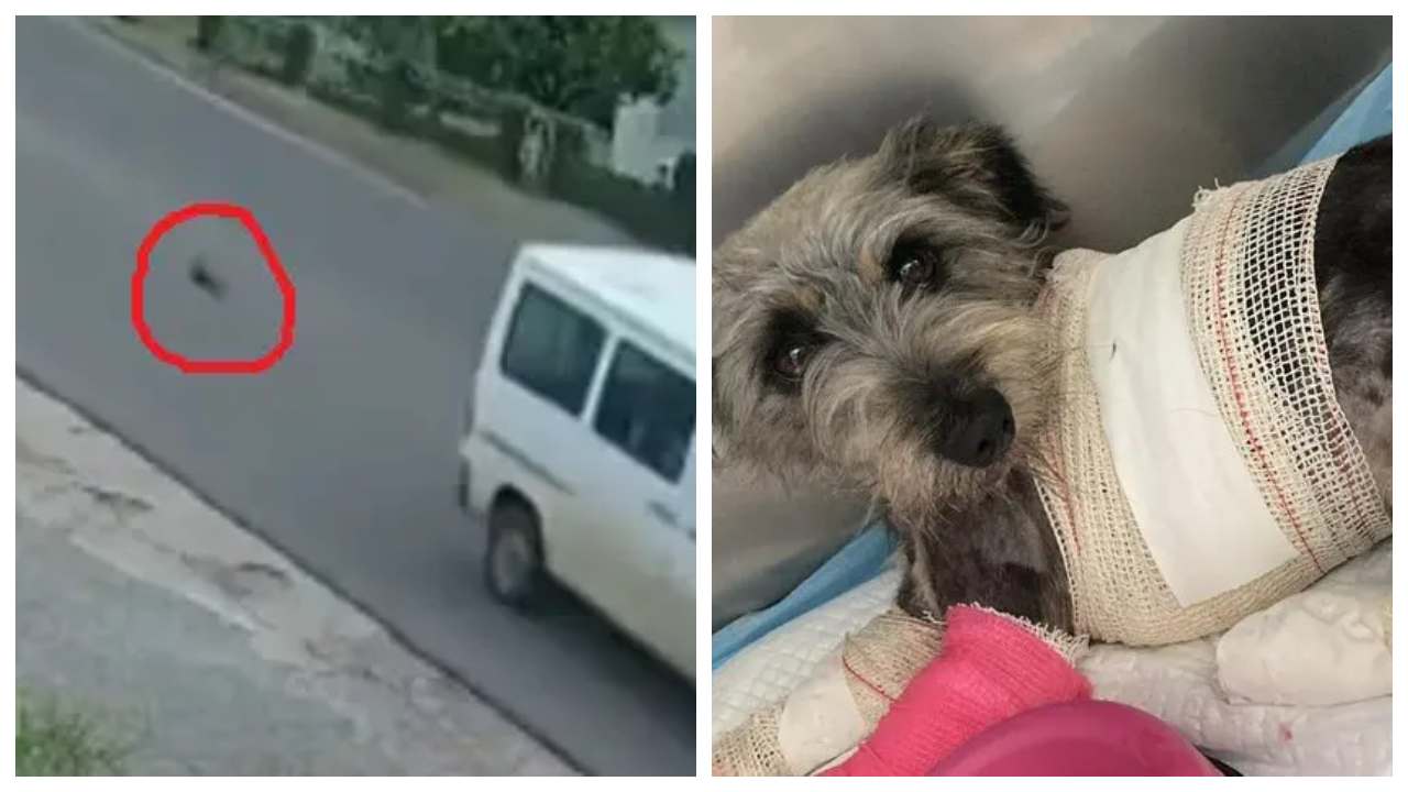 Studio Notícias | Studio TV Delegada contesta versão de que motorista não sabia que estava arrastando cadela em Arvorezinha: “deixou agonizando”