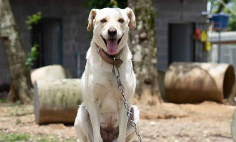 Studio Notícias | Studio TV Câmara de Veranópolis votará projeto de lei para instituir sanção de 3 mil reais para quem praticar maus tratos animais