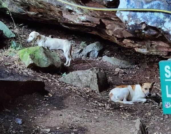 Studio Notícias | Studio TV Ong Instinto Coruja faz alerta devido ao aumento de abandonos de animais em Veranópolis; três cachorros foram abandonados na Gruta Selvagem, um faleceu
