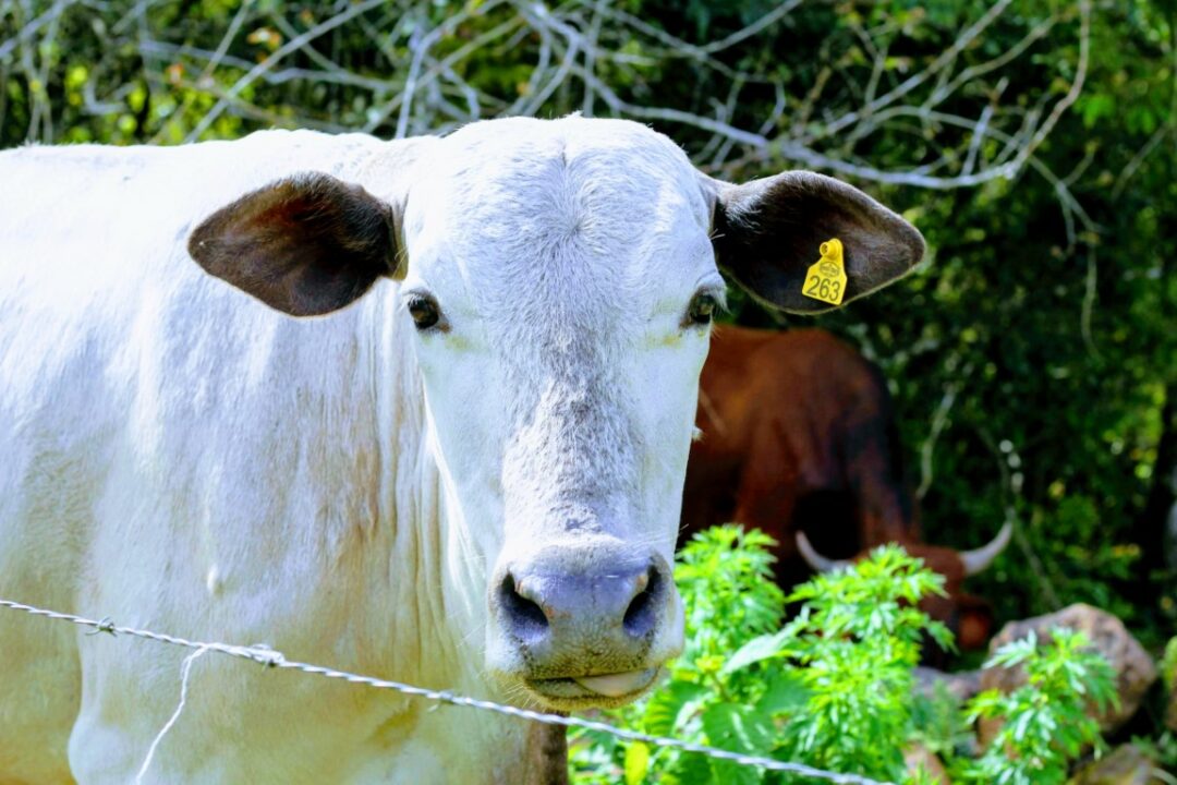 Bandido furta gado em propriedade rural no interior de Ernestina 1 Studio Notícias | Studio TV Bandido furta gado em propriedade rural no interior de Ernestina