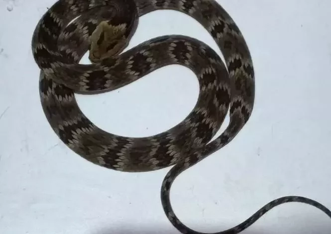 Studio Notícias | Studio TV Cobra é encontrada em creche e assusta professores e crianças em Santa Catarina