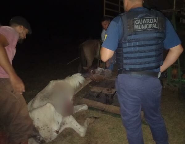 Studio Notícias | Studio TV Cavalo desnutrido e ferido é resgatado em Santa Cruz do Sul