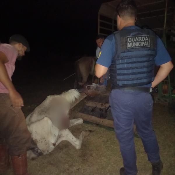 Cavalo desnutrido e ferido é resgatado em Santa Cruz do Sul 1 Studio Notícias | Studio TV Cavalo desnutrido e ferido é resgatado em Santa Cruz do Sul