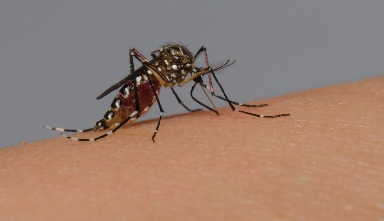 Studio Notícias | Studio TV Caso importado acende alerta para dengue em Veranópolis: saiba como evitar os focos