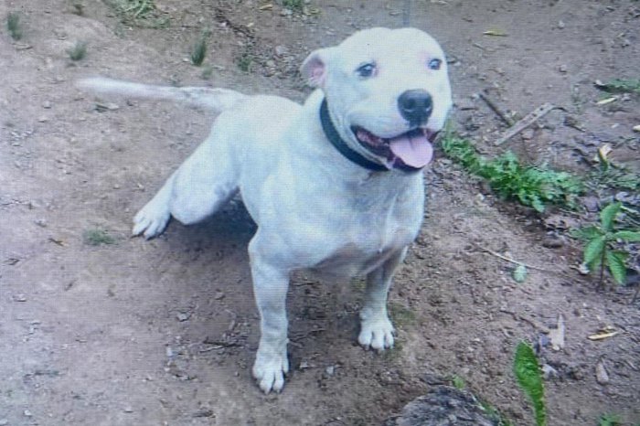 Studio Notícias | Studio TV Polícia Civil de Veranópolis apura circunstâncias do caso de idosa vitimada após ataque de pitbull