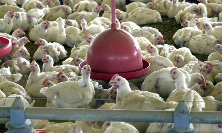 Studio Notícias | Studio TV Ministério suspende feiras de aves para evitar gripe aviária no país