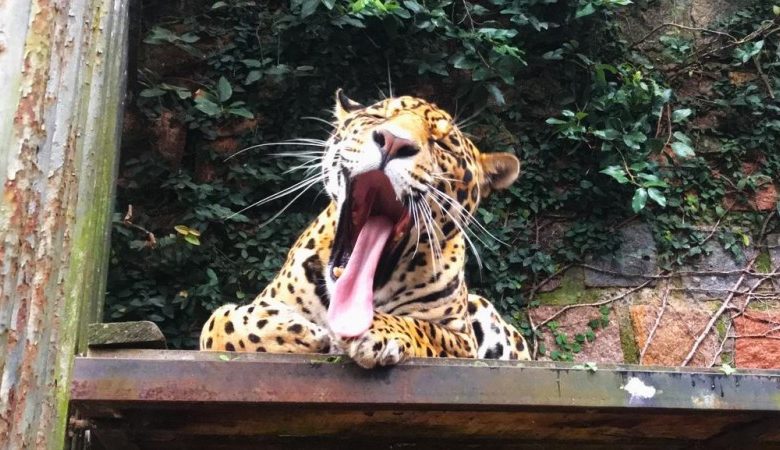 Studio Notícias | Studio TV Parque Zoológico abrirá excepcionalmente na segunda (1º) para comemorar 61 anos de existência