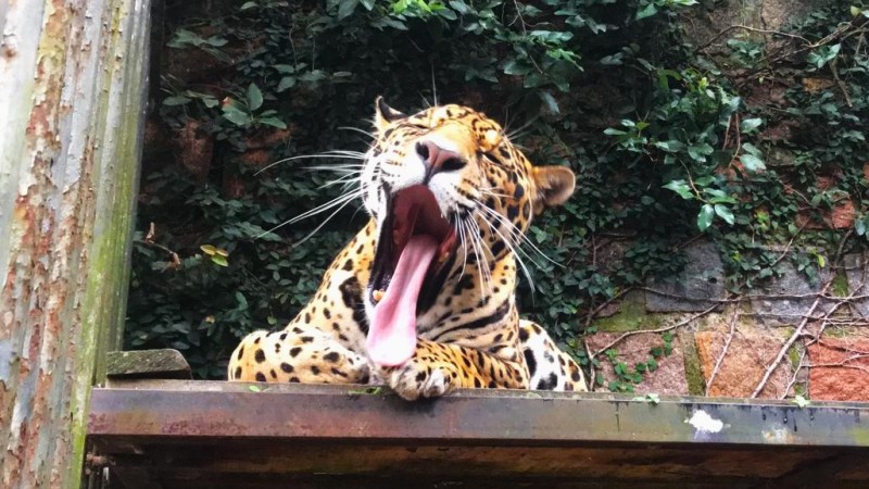 Parque Zoológico abrirá excepcionalmente na segunda (1º) para comemorar 61 anos de existência 1 Studio Notícias | Studio TV Parque Zoológico abrirá excepcionalmente na segunda (1º) para comemorar 61 anos de existência