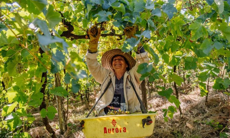 Studio Notícias | Studio TV Cooperativa Vinícola Aurora inicia novas atividades do programa de Boas Práticas Agrícolas