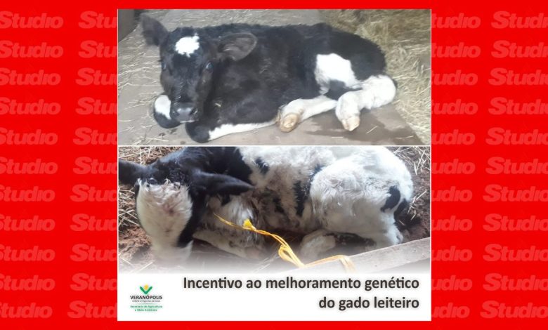 Studio Notícias | Studio TV Investimento em melhoramento genético de bovinos gera os primeiros bezerros em Veranópolis