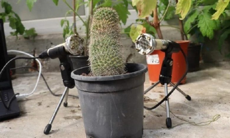 Studio Notícias | Studio TV Estudo revela que plantas ‘gritam’ quando são mordidas, cortadas ou estão estressadas