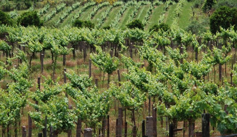 Studio Notícias | Studio TV Produtores de vinho e derivados devem fazer duas declarações obrigatórias até agosto