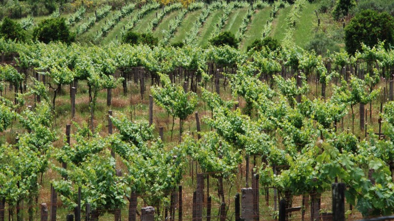 Produtores de vinho e derivados devem fazer duas declarações obrigatórias até agosto 1 Studio Notícias | Studio TV Produtores de vinho e derivados devem fazer duas declarações obrigatórias até agosto