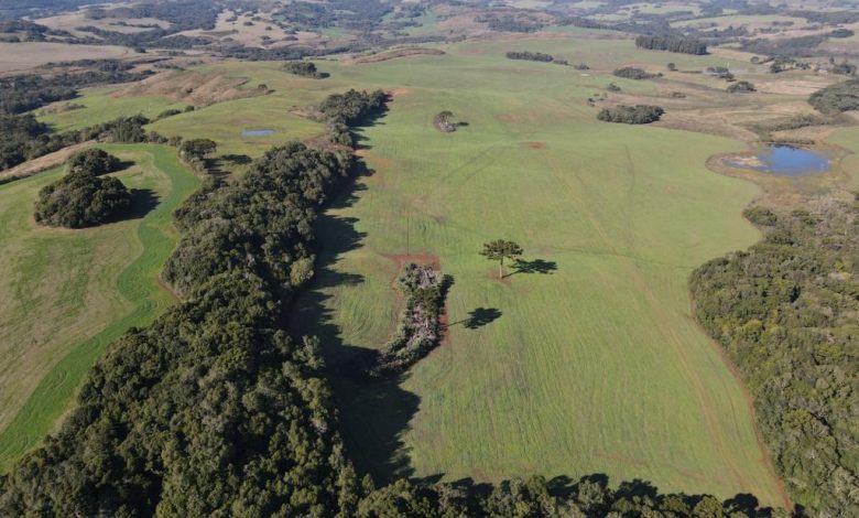 Studio Notícias | Studio TV 3º Batalhão Ambiental da Brigada Militar flagra destruição 33.900 metros quadrados de vegetação nativa, em Muitos Capões