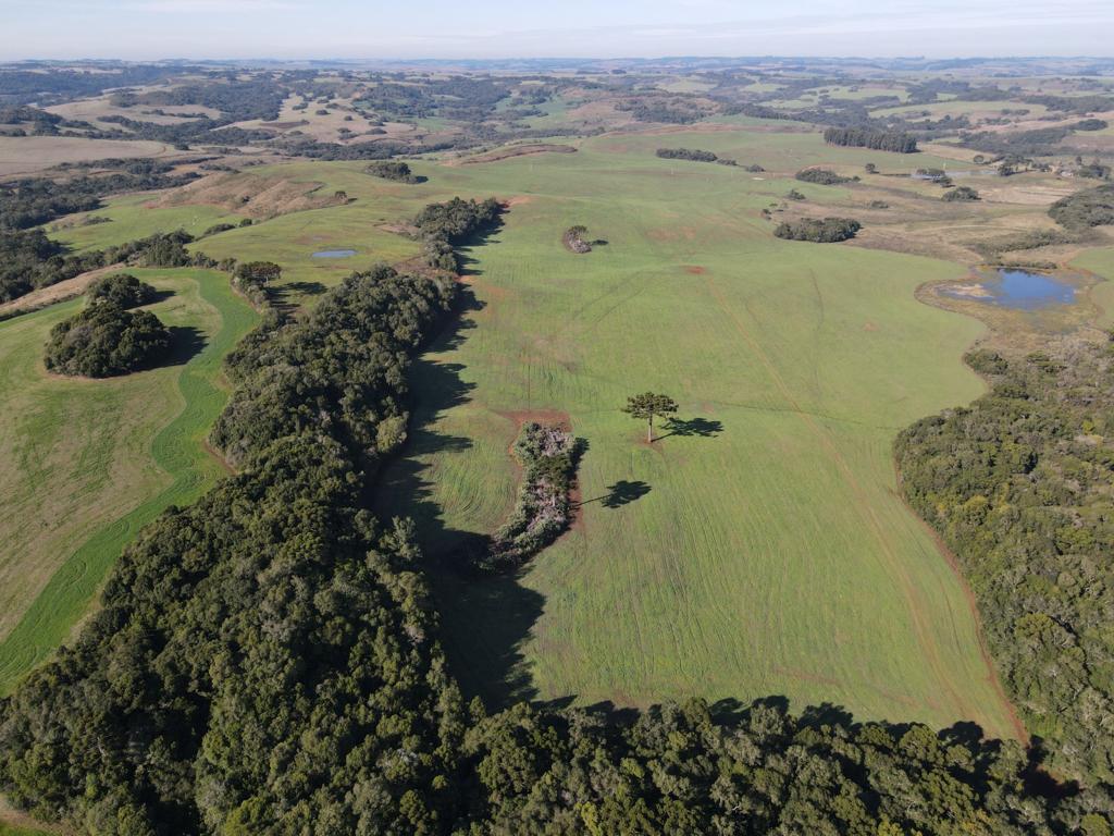 3º Batalhão Ambiental da Brigada Militar flagra destruição 33.900 metros quadrados de vegetação nativa, em Muitos Capões 1 Studio Notícias | Studio TV 3º Batalhão Ambiental da Brigada Militar flagra destruição 33.900 metros quadrados de vegetação nativa, em Muitos Capões